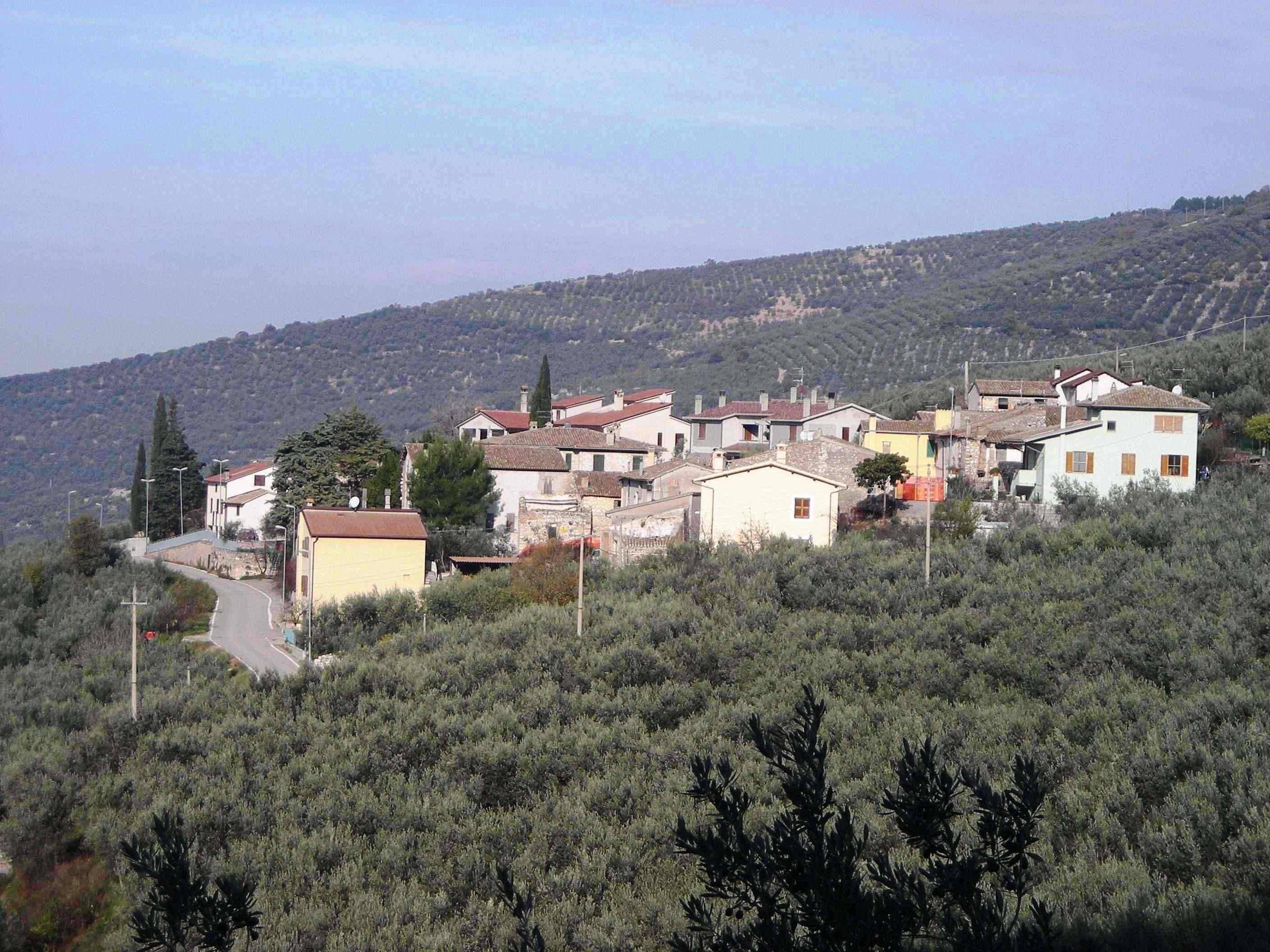 FOTO 09 S Stefano dei P fra ulivi